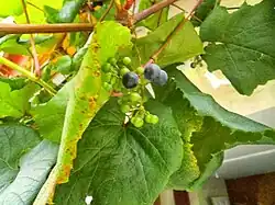 Vitis coignetiae fruit cluster.
