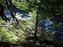 Salmon River in Welches