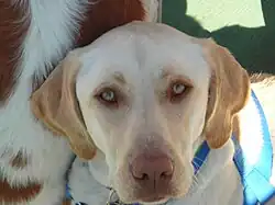 Yellow Labrador with brown skin colour