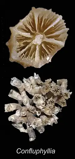 Two Confluphyllia juncta specimines